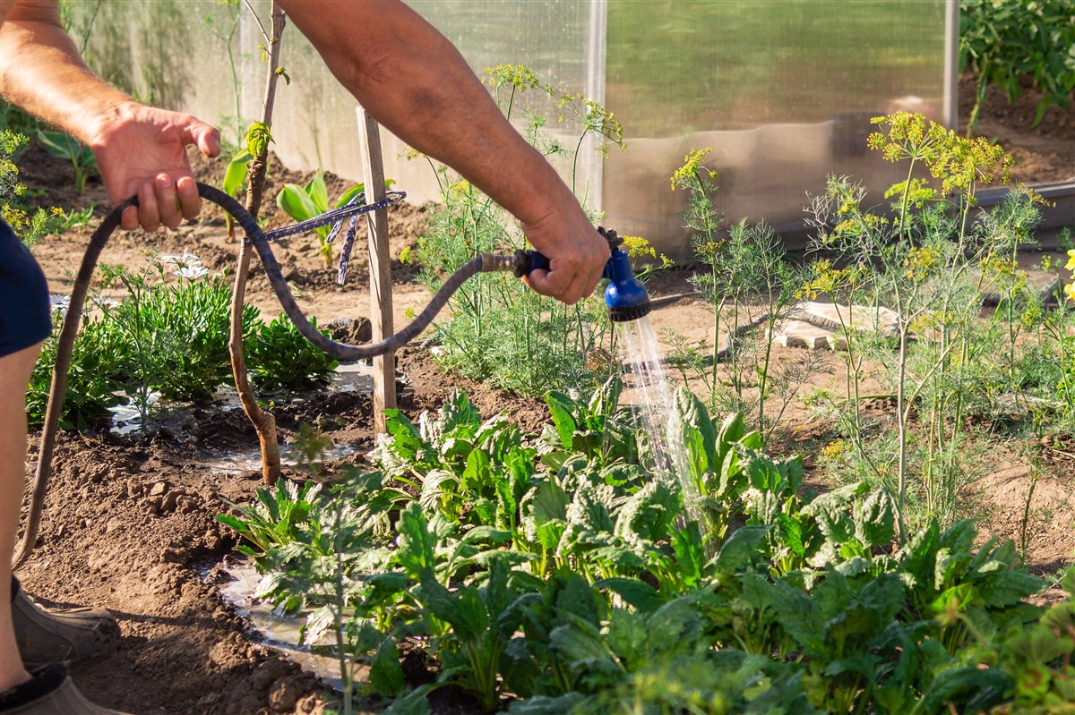 jardin potager