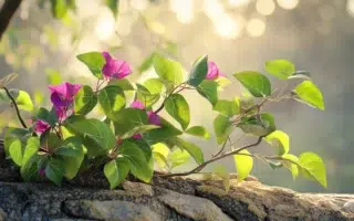 tailler un bougainvillier