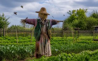 découvrez comment un épouvantail pour oiseaux peut protéger vos cultures et jardins, avec des conseils pratiques pour une utilisation efficace.